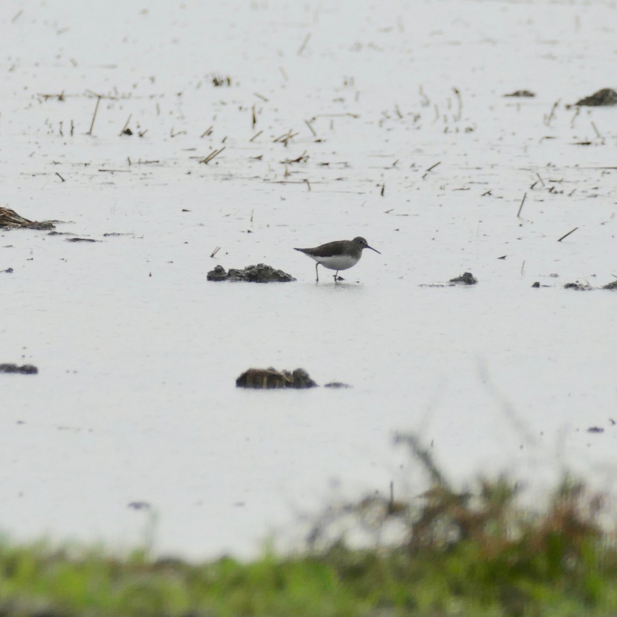 Green Sandpiper - ML196503431