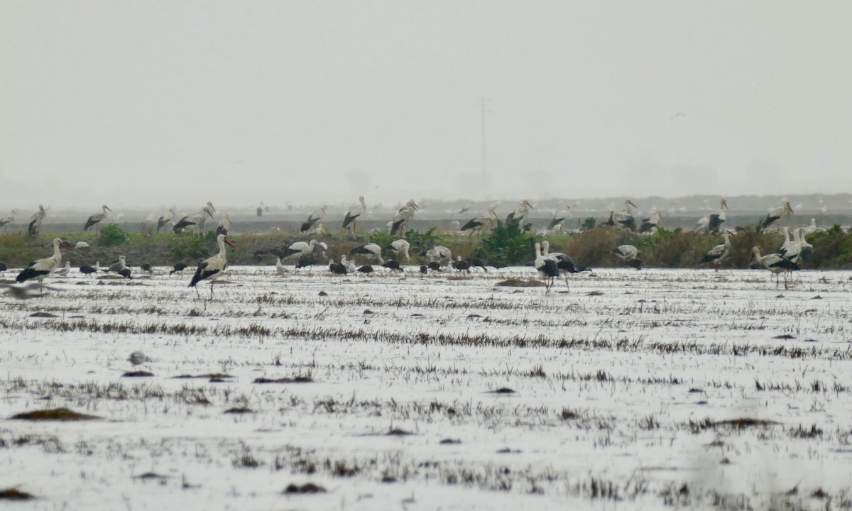 White Stork - ML196503551