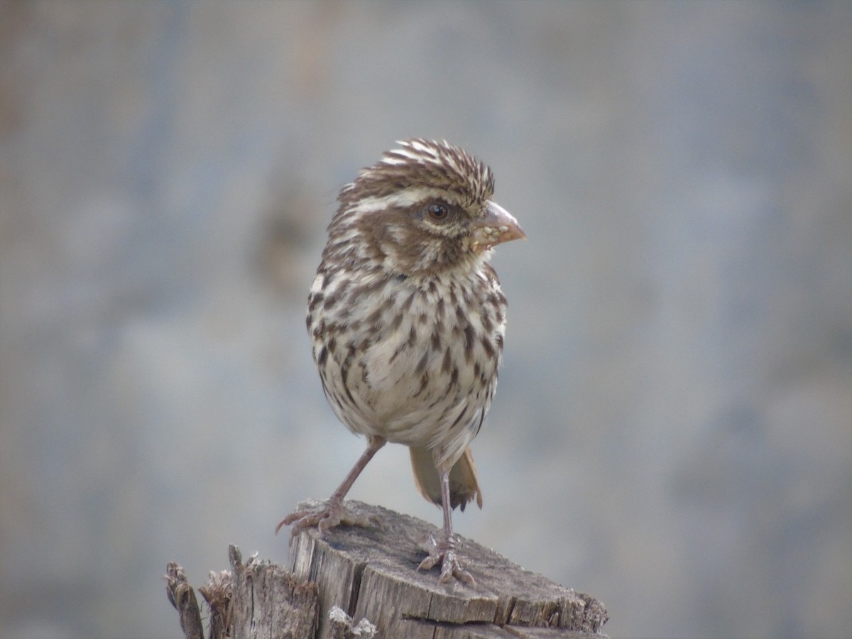 Streaky Seedeater - Carlos Pereira