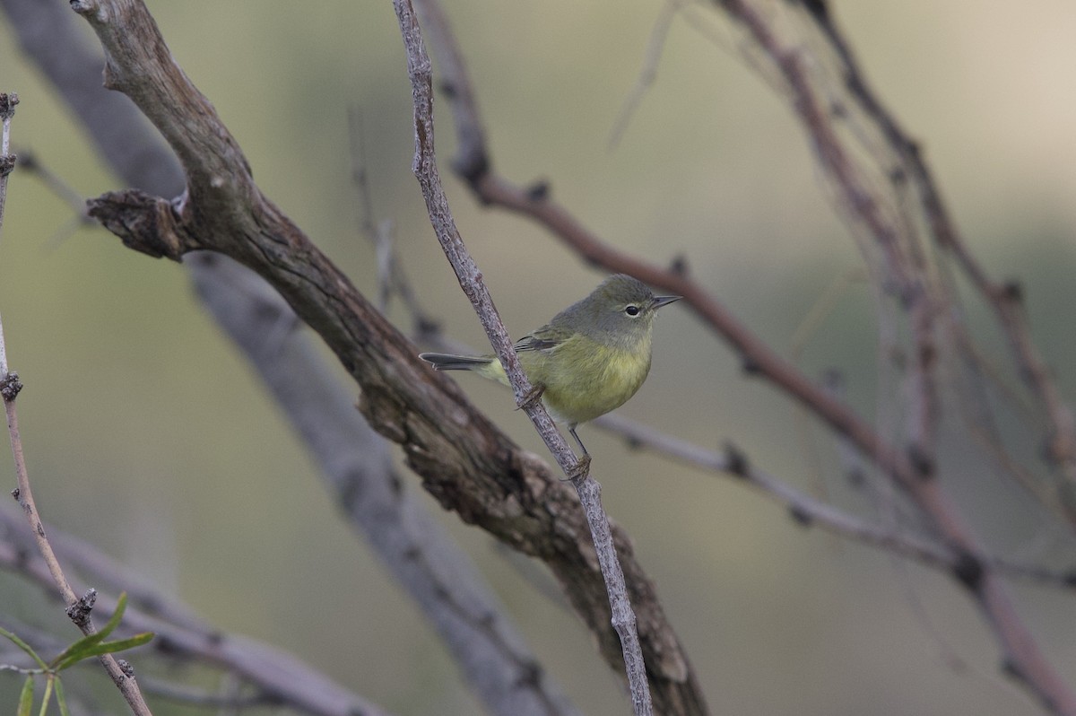 Orange-crowned Warbler - ML196504331