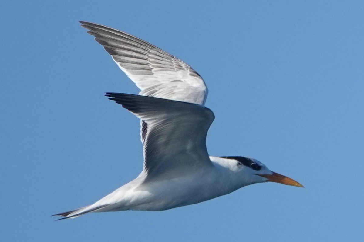 Royal Tern - Chuck Hignite