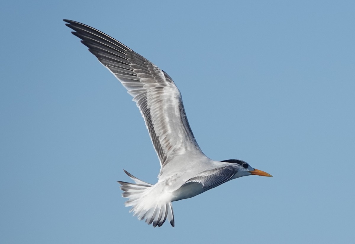 Royal Tern - Chuck Hignite