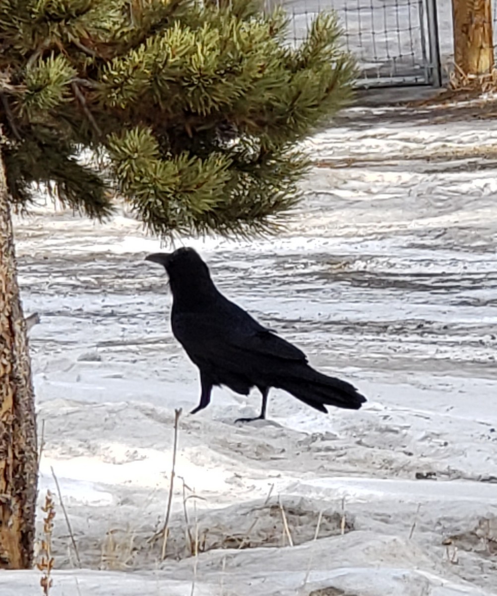 Common Raven - ML196505661