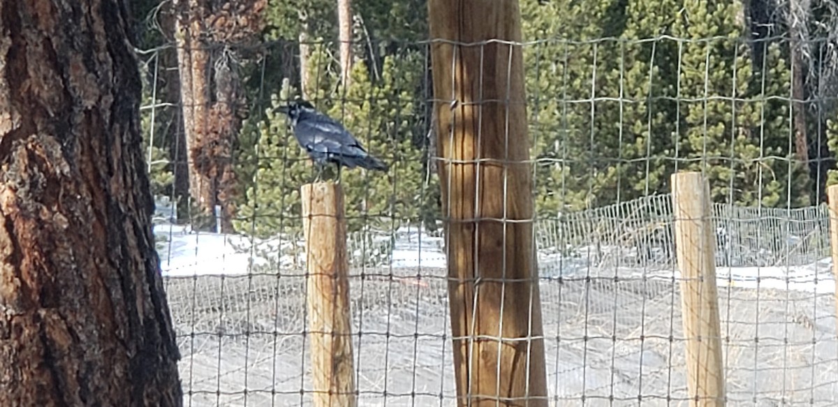 Common Raven - ML196505791