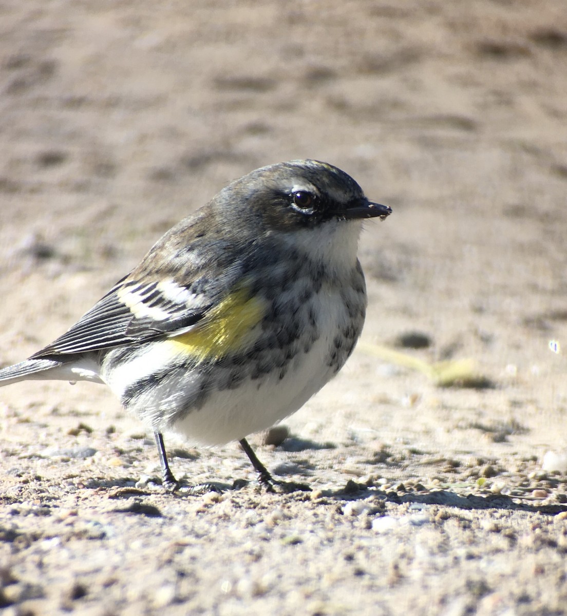 Yellow-rumped Warbler (Myrtle) - Jennie Duberstein