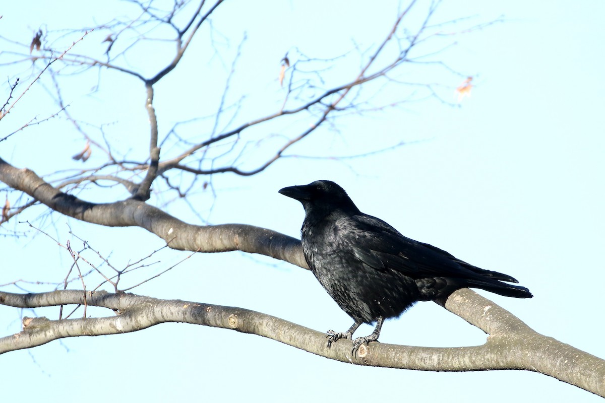 Carrion Crow - ML196510581