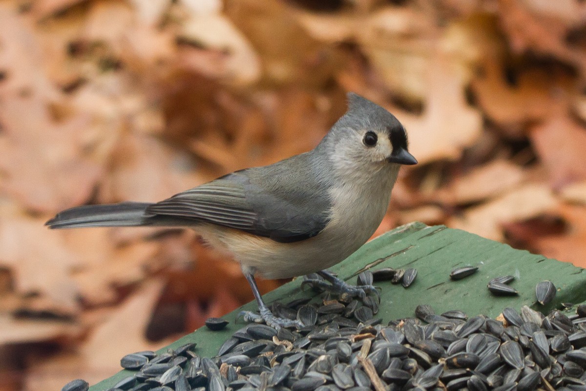 Tufted Titmouse - ML196511421