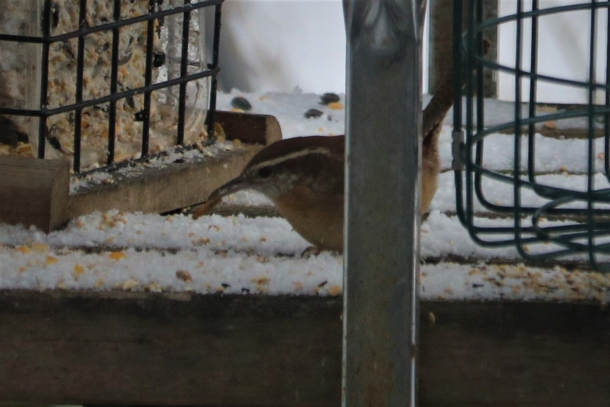 Carolina Wren - Sandy C