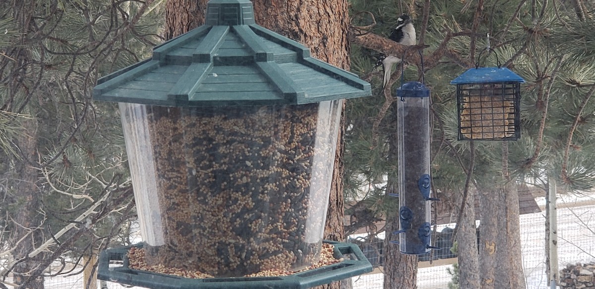 Hairy Woodpecker - ML196512011