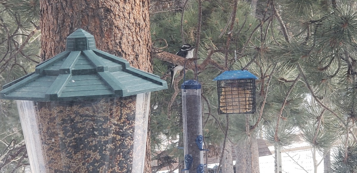 Hairy Woodpecker - ML196512081