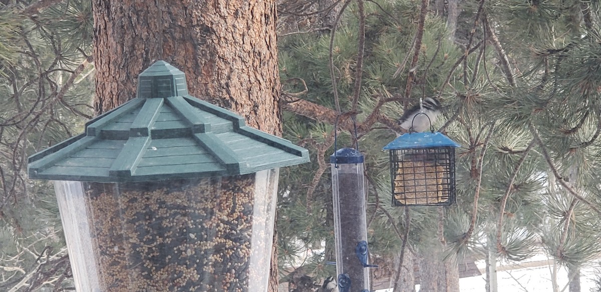 Hairy Woodpecker - ML196512131