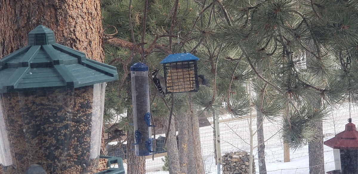 Downy Woodpecker - ML196512271