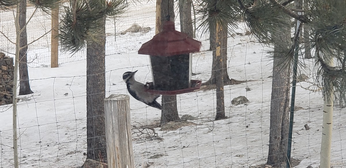 Downy Woodpecker - ML196512431