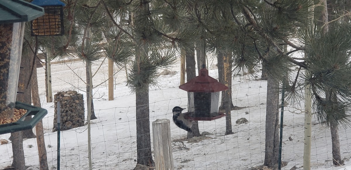 Downy Woodpecker - ML196512501