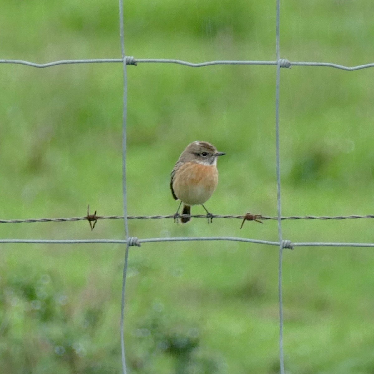 Tarabilla Europea - ML196513391