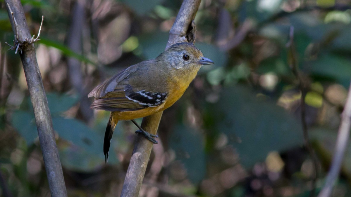 Variable Antshrike - ML196513871