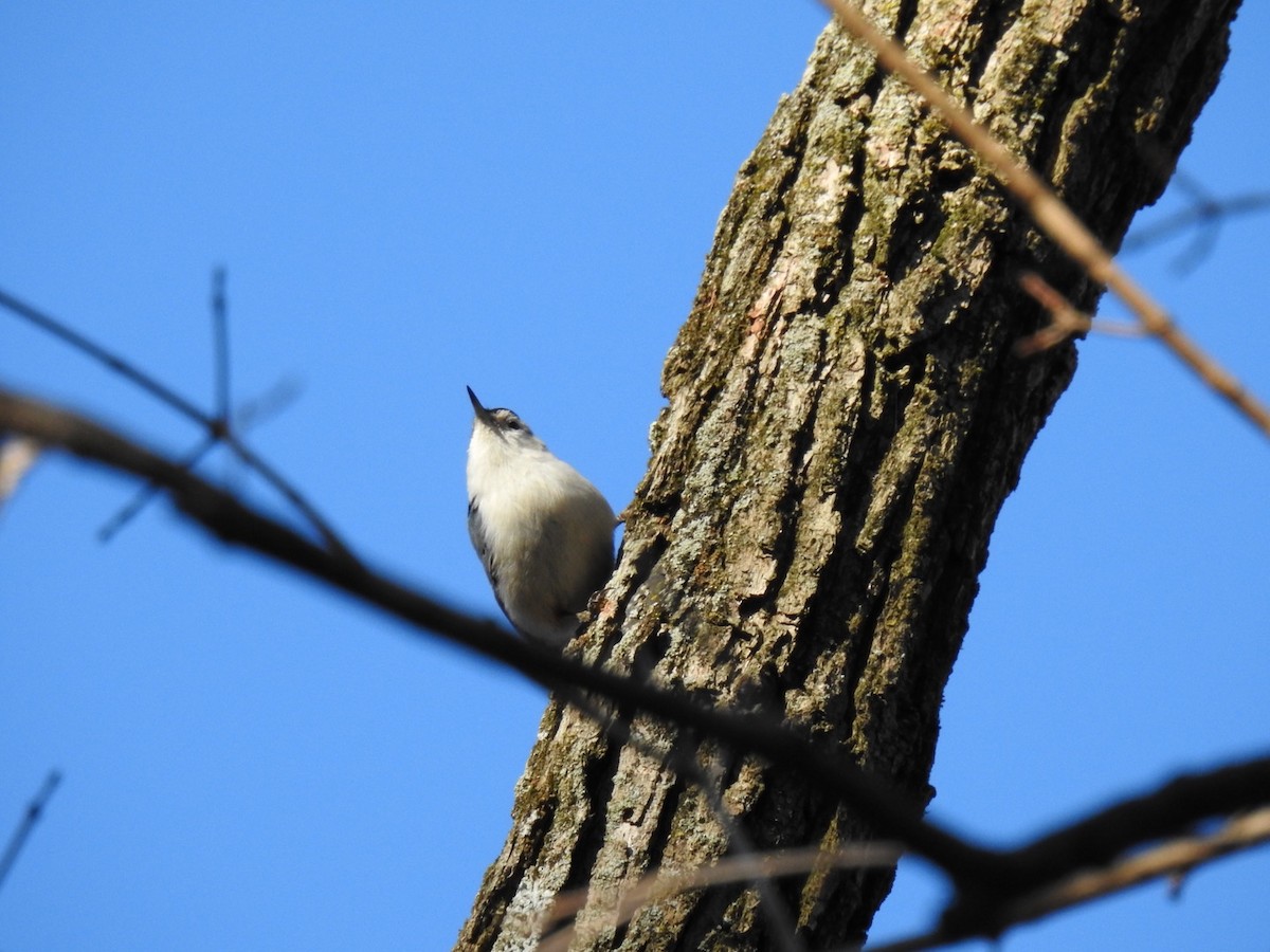 White-breasted Nuthatch - ML196514261