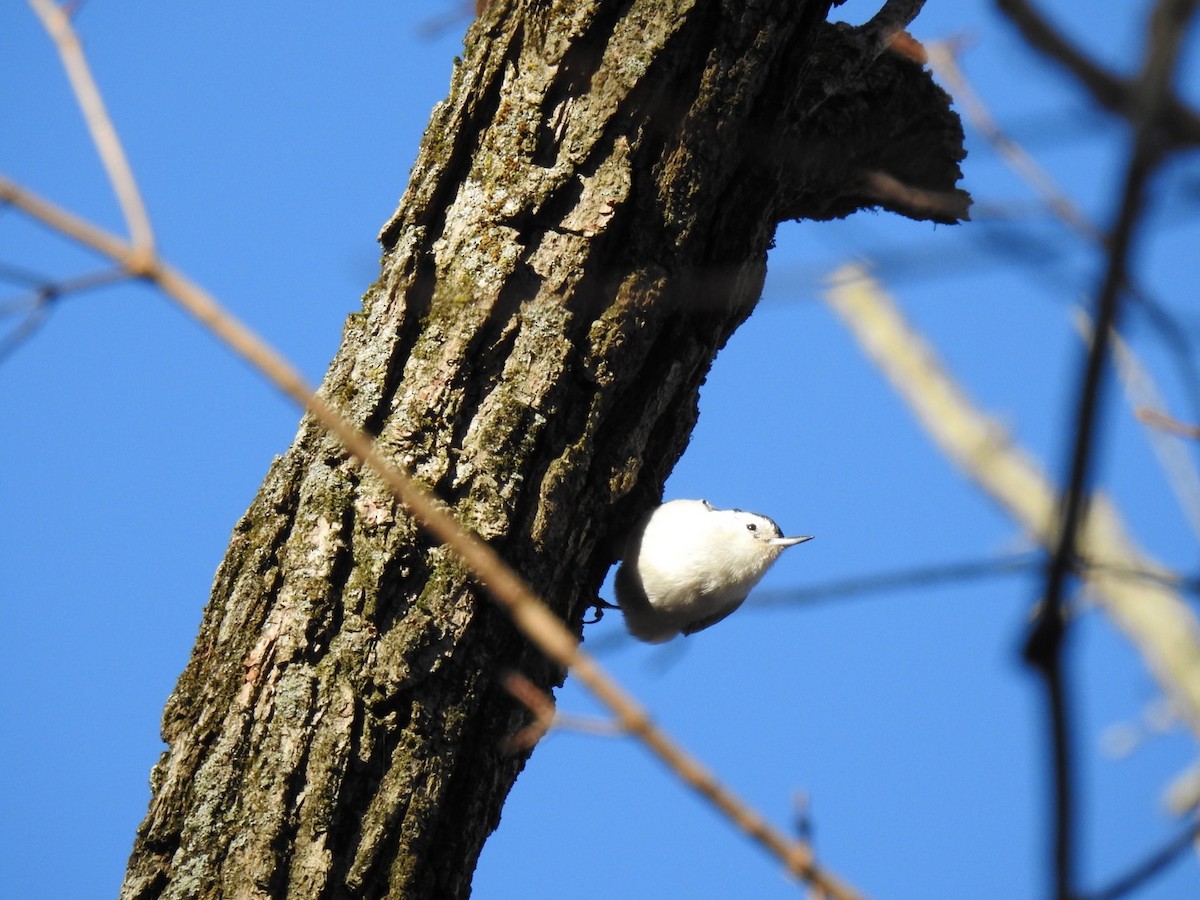 White-breasted Nuthatch - ML196514271
