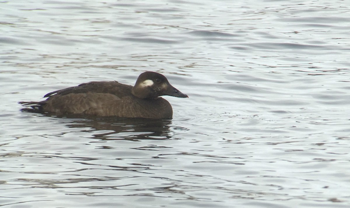 White-winged Scoter - ML196514891