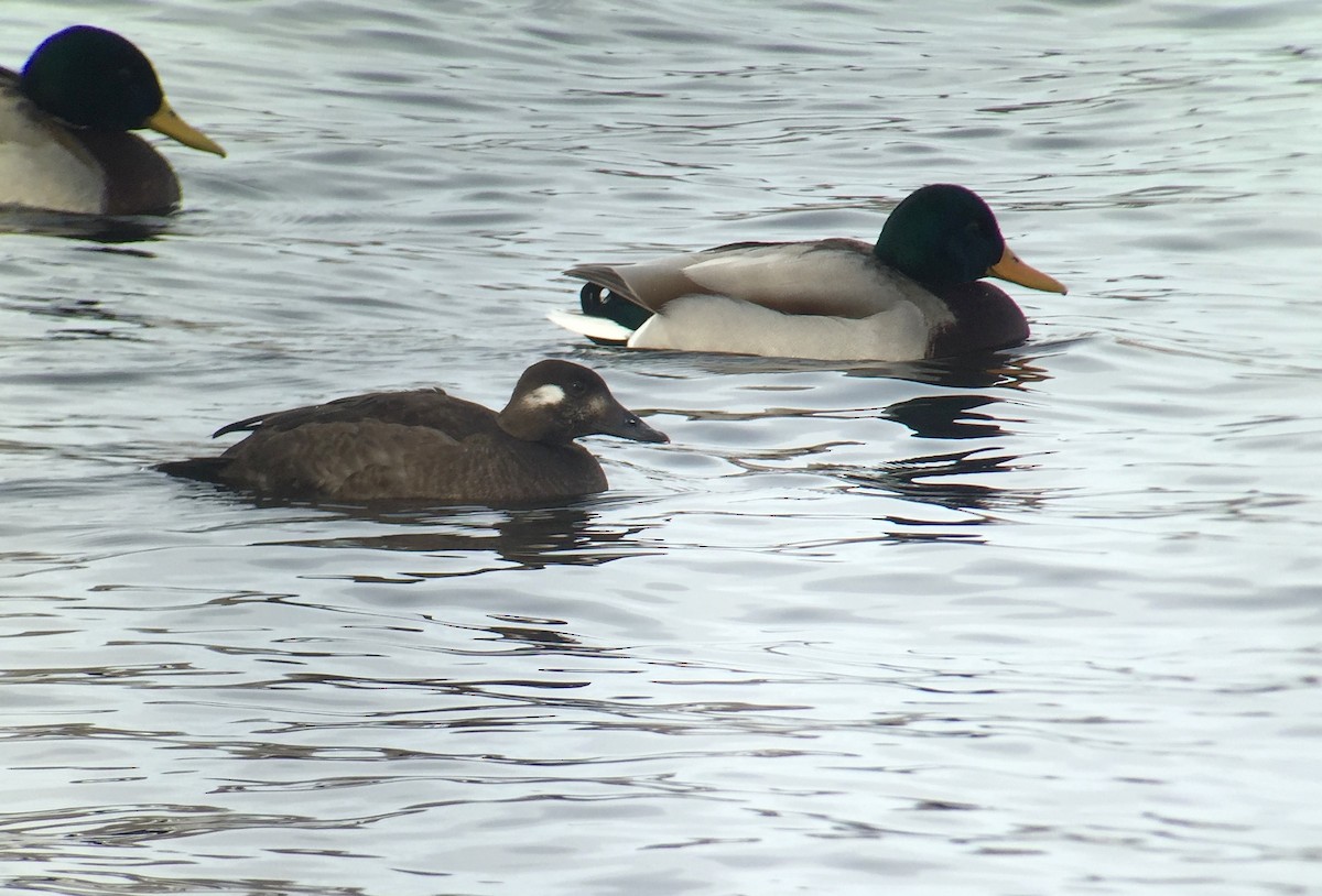 White-winged Scoter - Stuart Malcolm