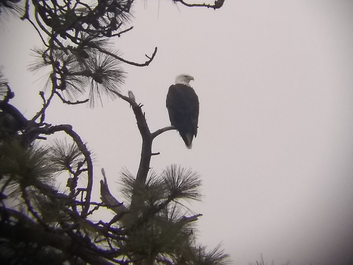 Weißkopf-Seeadler - ML196515531