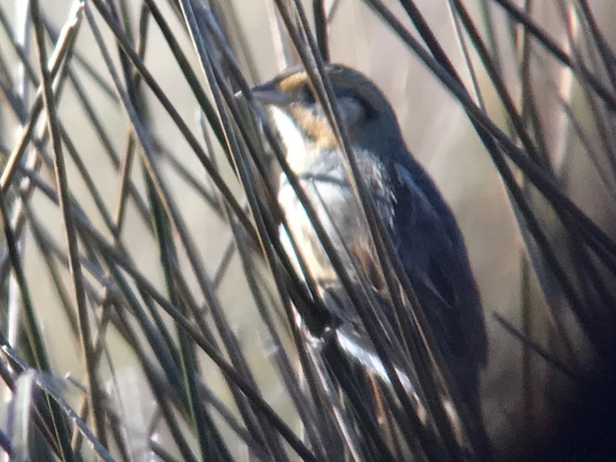 Nelson's/Saltmarsh Sparrow (Sharp-tailed Sparrow) - ML196516011