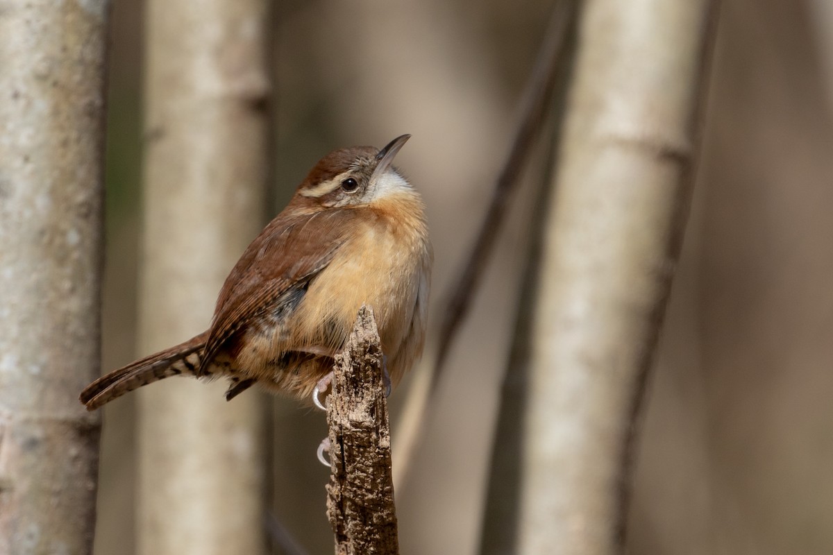 Carolina Wren - Shawn Taylor