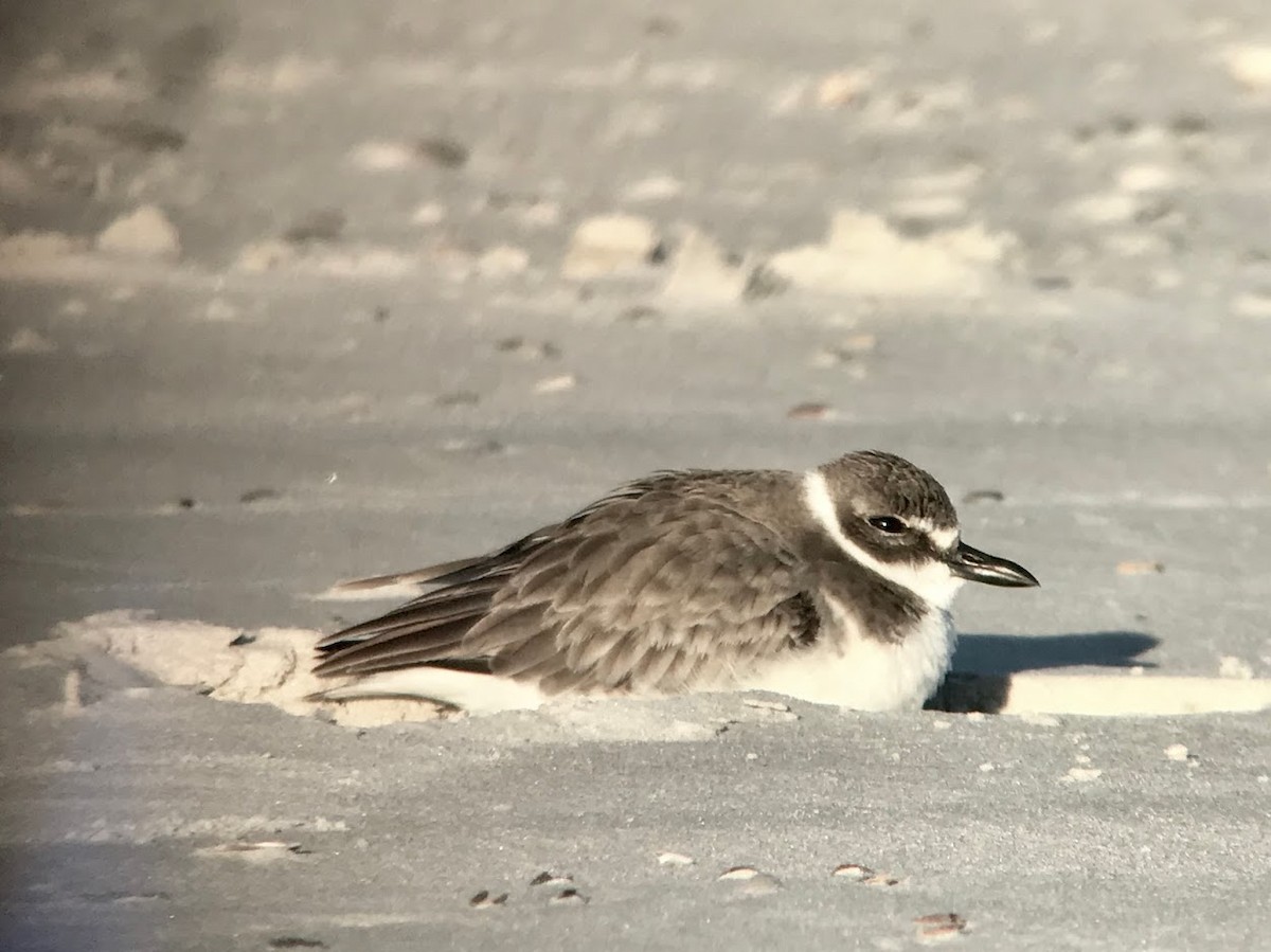 Wilson's Plover - ML196517711