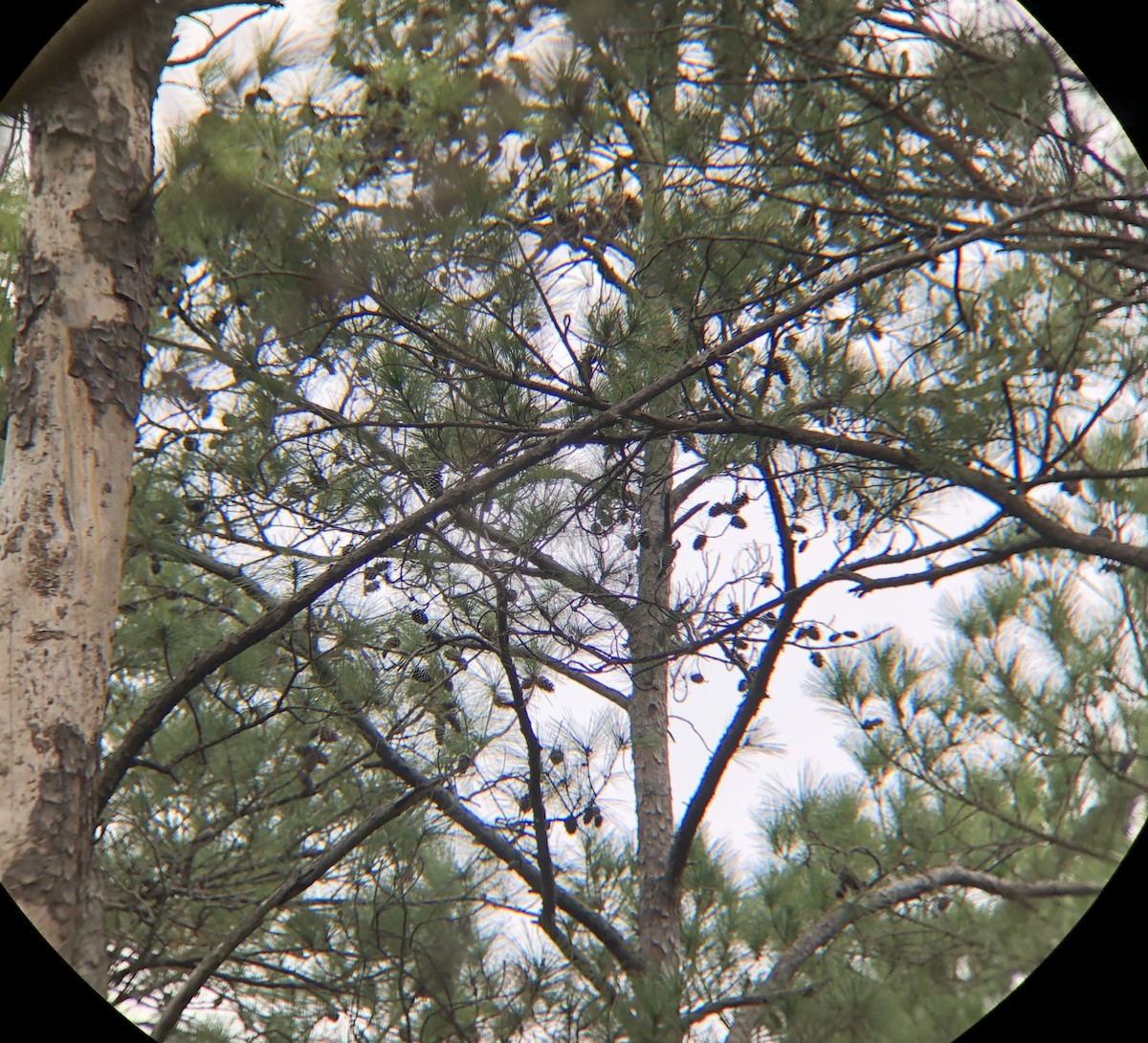 Red-cockaded Woodpecker - ML196519491