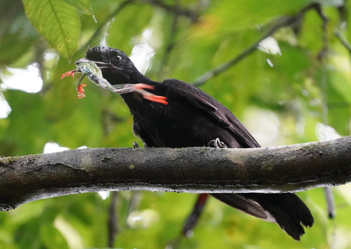 Bare-necked Umbrellabird - ML196520541