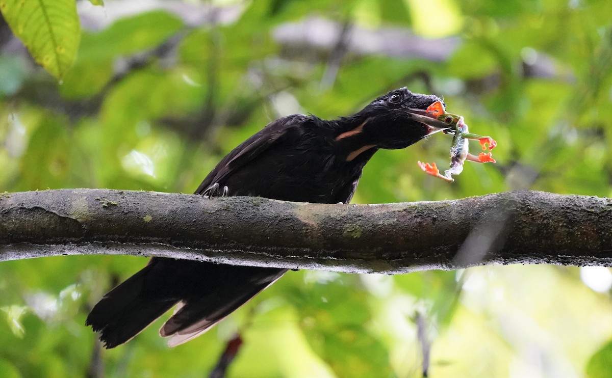 Bare-necked Umbrellabird - ML196520571