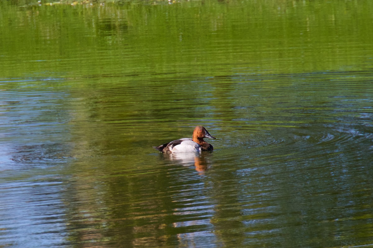 Canvasback - ML196522301