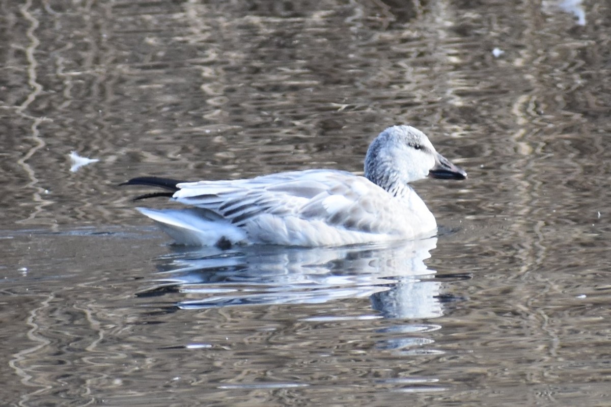 Snow Goose - ML196524091