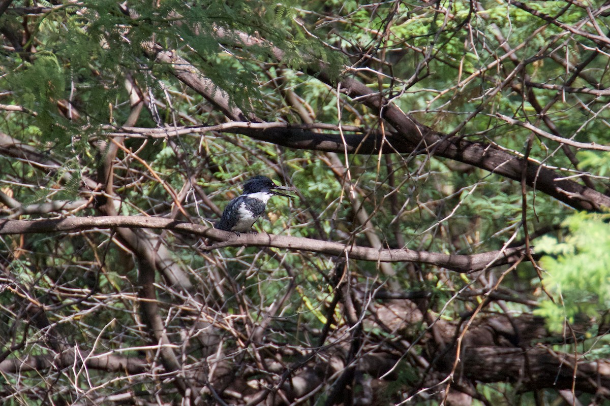 Belted Kingfisher - Reginald  David