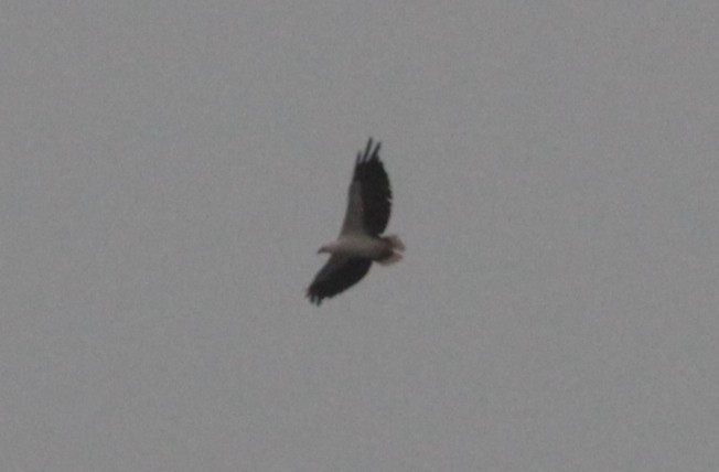 White-bellied Sea-Eagle - ML196526811