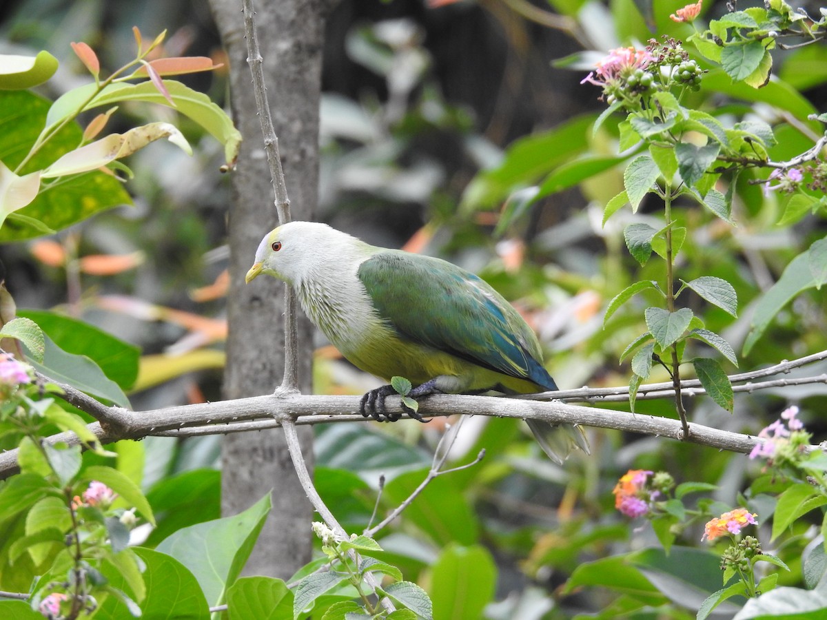 Ptilope de Raiatea - ML196526871