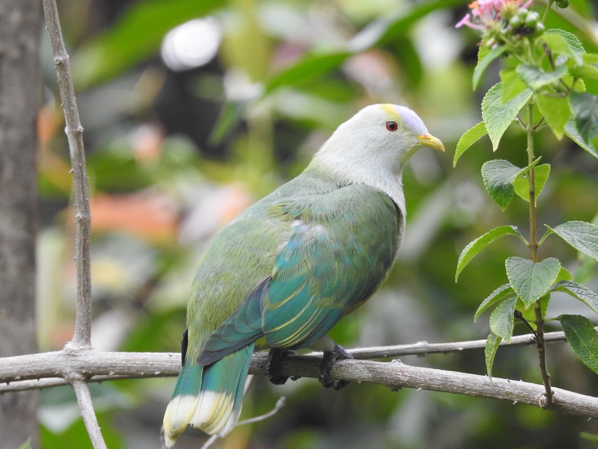 Raiatea Fruit-Dove - Barb eastman