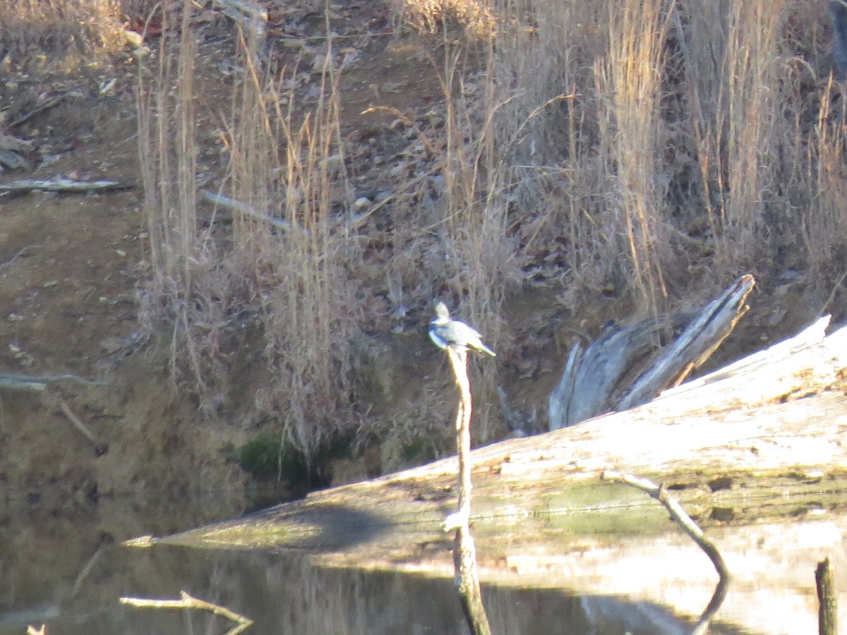 Belted Kingfisher - ML196527421