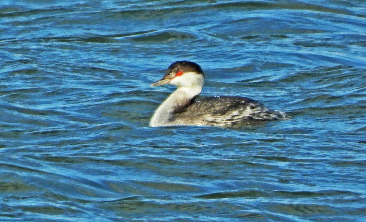 Horned Grebe - ML196528541