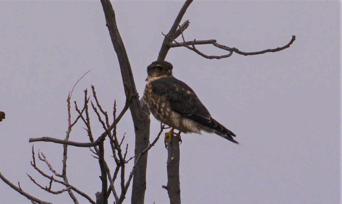 コチョウゲンボウ（columbarius） - ML196528731