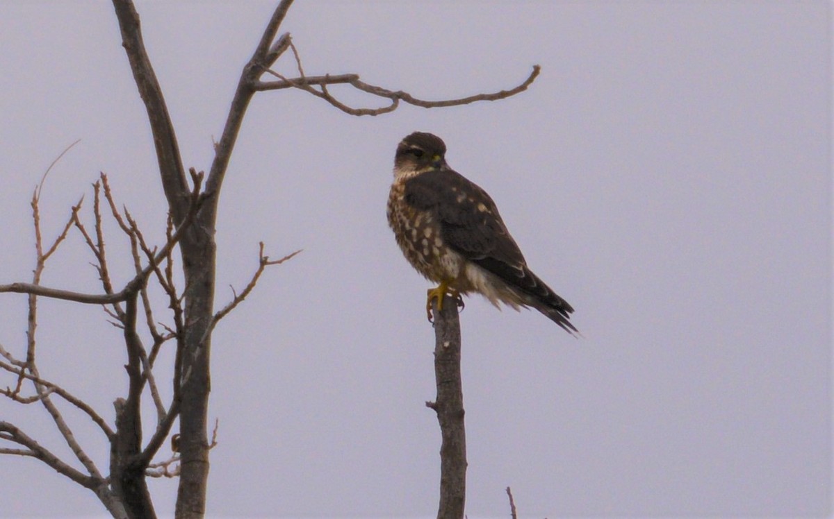 Дербник (columbarius) - ML196528741