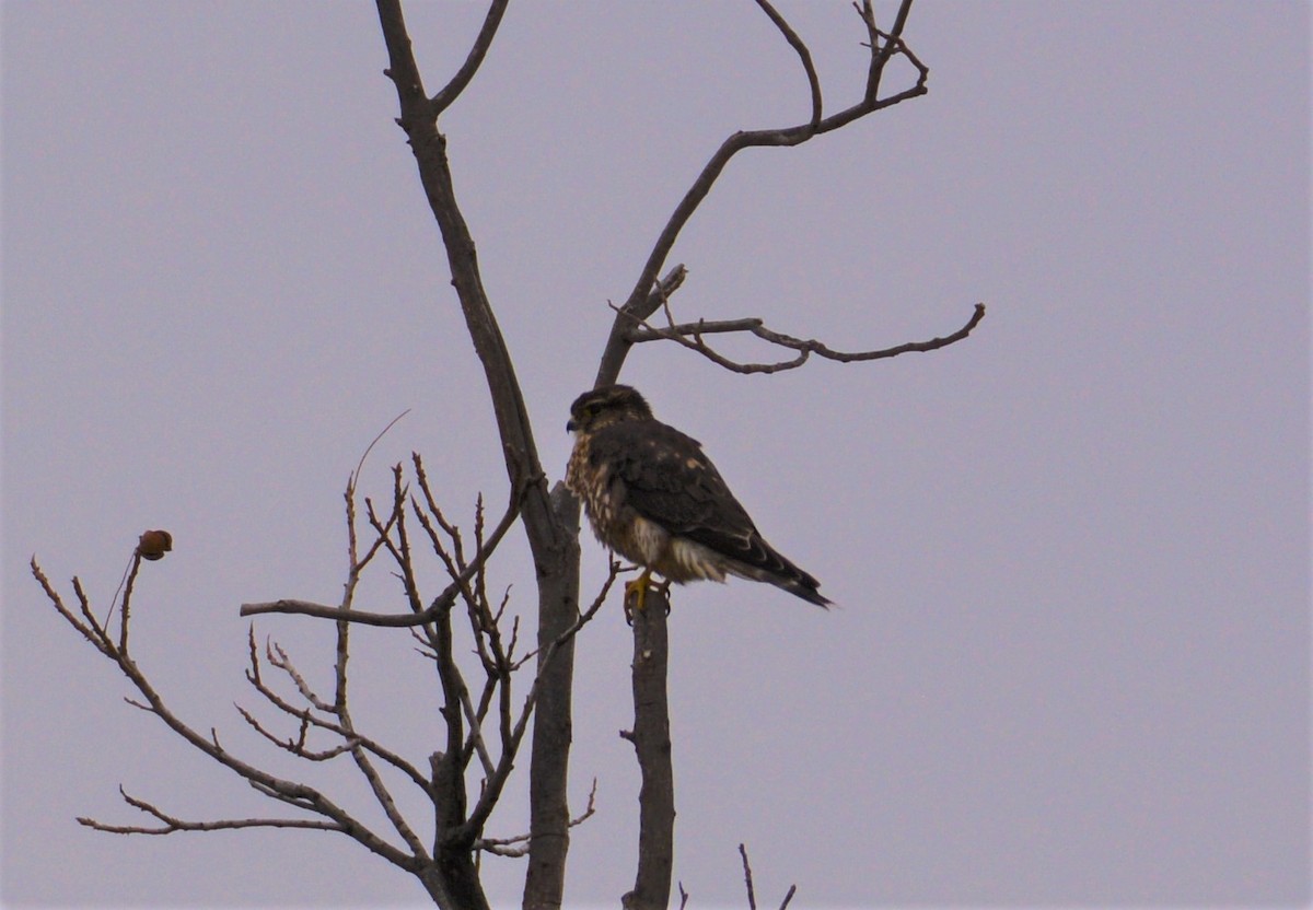 Merlin (columbarius) - ML196528751