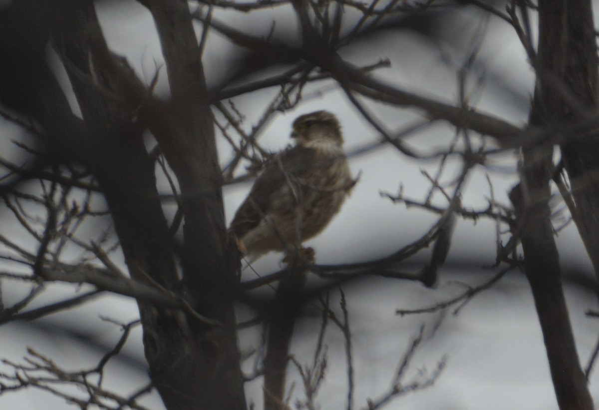 Belatz txikia (columbarius) - ML196528761