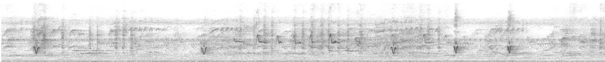 Sahul Cicadabird - ML196529281