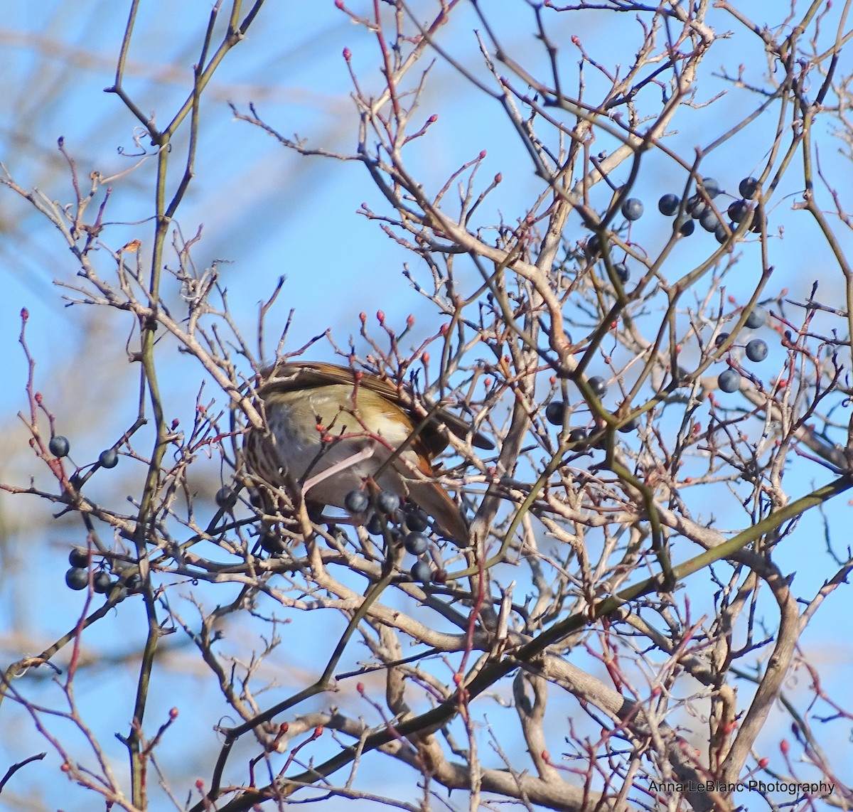 Hermit Thrush - Anna LeBlanc