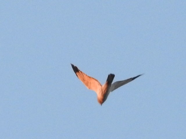 Northern Harrier - ML196531541