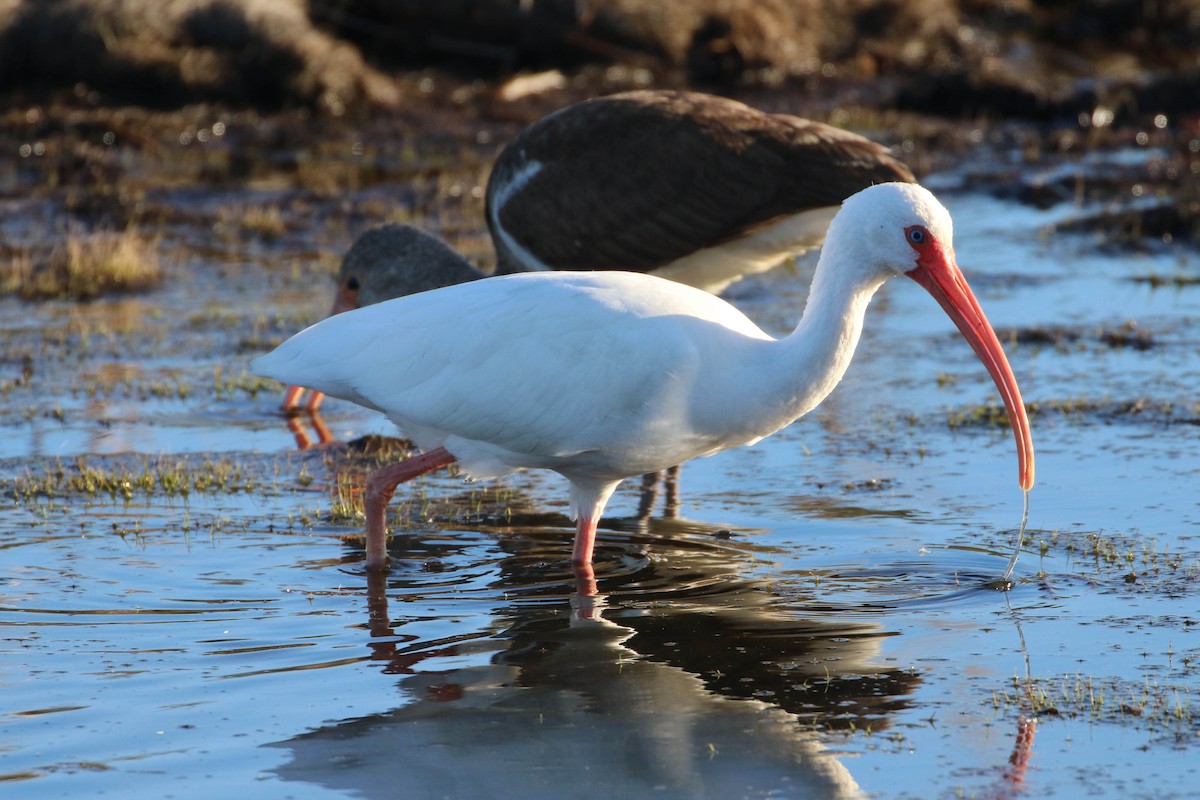 White Ibis - Karen & Tom Beatty