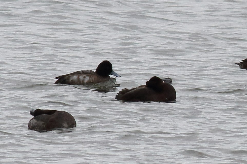 Lesser Scaup - ML196534431