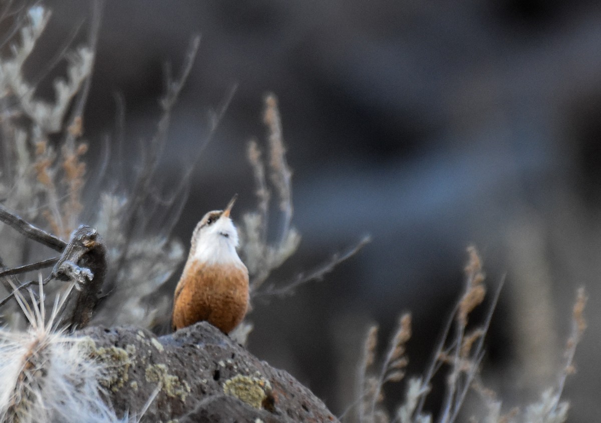 Canyon Wren - ML196535521