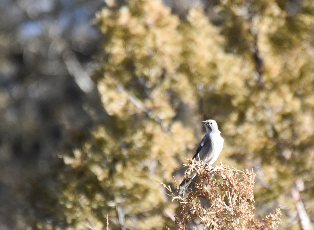 Townsend's Solitaire - ML196535691